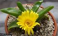 yellow Indoor Plants Glottiphyllum succulent characteristics, Photo