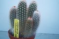 Photo Desert Cactus Haageocereus Indoor Plants growing and characteristics
