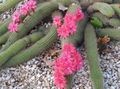 roz Plante de Interior Haageocereus desert cactus caracteristici, fotografie