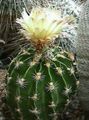 Foto Wüstenkaktus Hamatocactus Topfpflanzen wächst und Merkmale