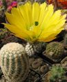 yellow Indoor Plants Hedgehog Cactus, Lace Cactus, Rainbow Cactus, Echinocereus characteristics, Photo