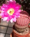 pink Indoor Plants Hedgehog Cactus, Lace Cactus, Rainbow Cactus, Echinocereus characteristics, Photo