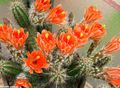orange Indoor Plants Hedgehog Cactus, Lace Cactus, Rainbow Cactus, Echinocereus characteristics, Photo