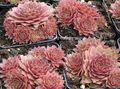 růžový Pokojové rostliny Dům Pórek sukulenty, Sempervivum charakteristiky, fotografie