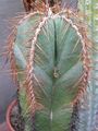 Foto Wüstenkaktus Lemaireocereus Topfpflanzen wächst und Merkmale