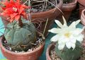 Photo Desert Cactus Matucana Indoor Plants growing and characteristics