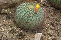 Foto Wüstenkaktus Matucana Topfpflanzen wächst und Merkmale
