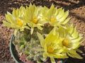 Foto Wüstenkaktus Alte Dame Kaktus, Mammillaria Topfpflanzen wächst und Merkmale