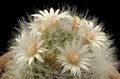 Old lady cactus, Mammillaria 