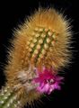 Foto Wüstenkaktus Oreocereus Topfpflanzen wächst und Merkmale