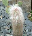 rosa Krukväxter Oreocereus ödslig kaktus egenskaper, Fil