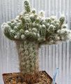 różowy Pokojowe Rośliny Oreotsereus pustynny kaktus, Oreocereus charakterystyka, zdjęcie