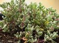 lilás Plantas de Interior Oscularia suculento características, foto