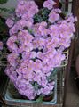 紫丁香 室内植物 Oscularia 肉质 特点, 照
