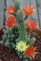 Foto Wüstenkaktus Erdnuss-Kaktus Topfpflanzen wächst und Merkmale