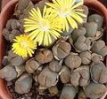 gelb Topfpflanzen Kieswerke, Lebendigen Stein sukkulenten, Lithops Merkmale, Foto