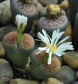 Photo Succulent Pebble Plants, Living Stone  growing and characteristics