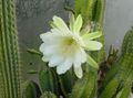 white Indoor Plants Peruvian Apple desert cactus, Cereus characteristics, Photo
