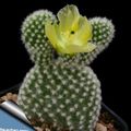 Photo Desert Cactus Prickly Pear Indoor Plants growing and characteristics