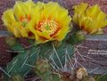 yellow Indoor Plants Prickly Pear desert cactus, Opuntia characteristics, Photo