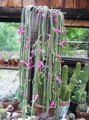 pink Indoor Plants Rat tail Cactus, Aporocactus characteristics, Photo