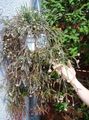 Foto Kakteenwald Rhipsalis Topfpflanzen wächst und Merkmale