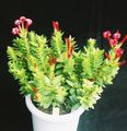 Photo Succulent Rochea Indoor Plants growing and characteristics