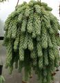 Foto Sukkulenten Sedum Topfpflanzen wächst und Merkmale