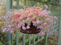 pink Indoor Plants Sedum succulent characteristics, Photo