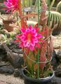 Foto Kakteenwald Band Kaktus, Orchidee Kaktus Topfpflanzen wächst und Merkmale