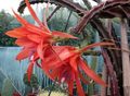 Foto Kakteenwald Sonne Kaktus Topfpflanzen wächst und Merkmale