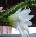 Foto Kakteenwald Sonne Kaktus Topfpflanzen wächst und Merkmale