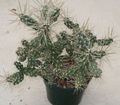 beyaz Kapalı bitkiler Tephrocactus çöl kaktüs özellikleri, fotoğraf
