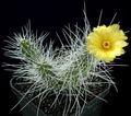 sarı Kapalı bitkiler Tephrocactus çöl kaktüs özellikleri, fotoğraf