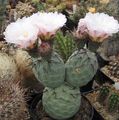 weiß Topfpflanzen Tephrocactus wüstenkaktus Merkmale, Foto