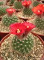 red Indoor Plants Tom Thumb desert cactus, Parodia characteristics, Photo
