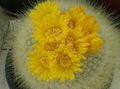 yellow Indoor Plants Tom Thumb desert cactus, Parodia characteristics, Photo