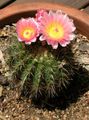 Photo Desert Cactus Tom Thumb Indoor Plants growing and characteristics
