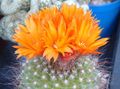 orange Indoor Plants Tom Thumb desert cactus, Parodia characteristics, Photo