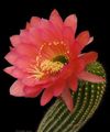 Photo Desert Cactus Trichocereus Indoor Plants growing and characteristics