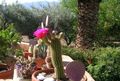 Foto Wüstenkaktus Trichocereus Topfpflanzen wächst und Merkmale