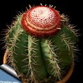 Foto Wüstenkaktus Turks Head Kaktus Topfpflanzen wächst und Merkmale