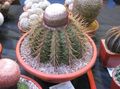 rosa Le piante domestiche Turks Head Cactus, Melocactus caratteristiche, foto