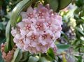 rožinis Vidinis augalai Vaškas Augalų sultingas, Hoya charakteristikos, Nuotrauka