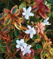 beyaz Kapalı bitkiler, Evin çiçekler Abelia çalı özellikleri, fotoğraf