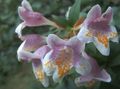 Foto Sträucher Abelia Topfblumen wächst und Merkmale