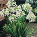 white Indoor Plants, House Flowers African blue lily herbaceous plant, Agapanthus umbellatus characteristics, Photo