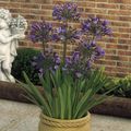 purple Indoor Plants, House Flowers African blue lily herbaceous plant, Agapanthus umbellatus characteristics, Photo