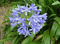light blue Indoor Plants, House Flowers African blue lily herbaceous plant, Agapanthus umbellatus characteristics, Photo