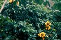 Foto Bäume Afrikanische Tulpenbaum Topfblumen wächst und Merkmale